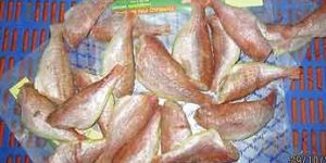 Frozen Japanese Threadfin Bream