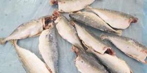 Frozen Dressed Mackerel Fish