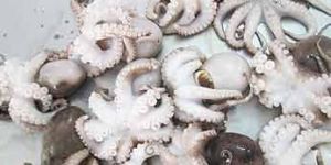 Frozen Octopus