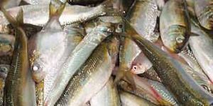 Frozen Whole Sardine Fish