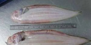 Frozen Sole Fish