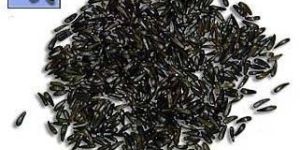 Black Cumin Seeds