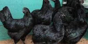 Kadaknath Chicks and Chicken Supply Whole Sale Price