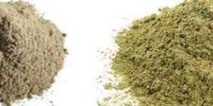 Dried Sonamukhi Powder