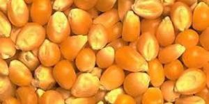 Yellow Maize Seeds