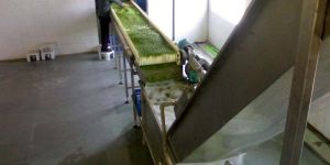 Frozen Vegetable Processing Line