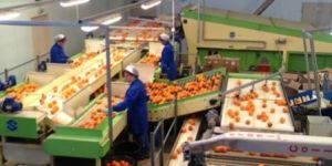 Fruit Juice Processing Line