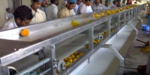 Mango Processing Line