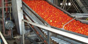 Tomato Processing Line