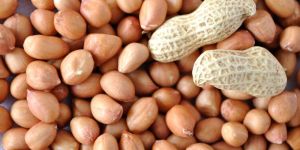 HPS Groundnut Kernels