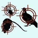 Bird Management Services