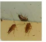 Cockroach Control Services
