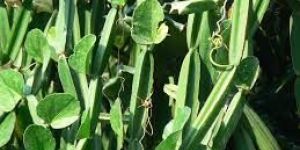 Cissus Quadrangularis