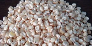 White Maize