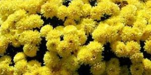 Fresh Flowers