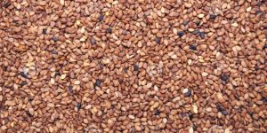 Indian Sesame Seeds