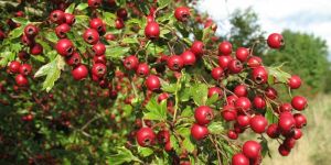 Hawthorn Berry