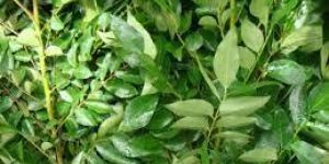 Fresh Curry Leaves