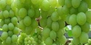Fresh Grapes