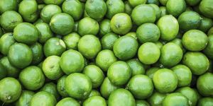 Fresh Rutaceae Lemon