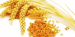 Wheat Seeds