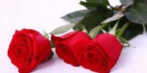 Fresh Cut Rose Flowers