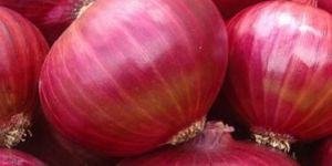 Fresh Red Onion