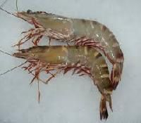 Sea Tiger Shrimp