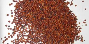 Ragi Seeds