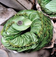 Fresh Sada Paan Leaves