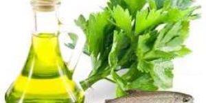 Coriander Oil
