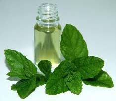 Mentha Piperita Oil