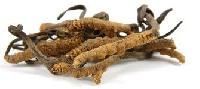 Cordyceps Sinensis