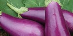 Fresh Brinjal