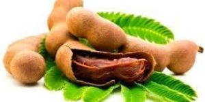 Fresh Tamarind