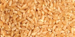 Organic Soft Wheat