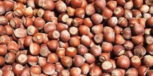 Hazelnuts