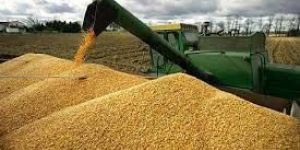 Pure White and Yellow Corn for Human and Animal or Oil Production