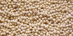 Soybean Seeds