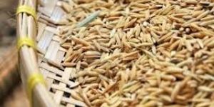 Rice Milling Machinery