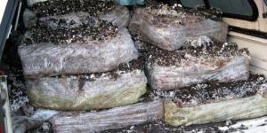 Mushroom Compost