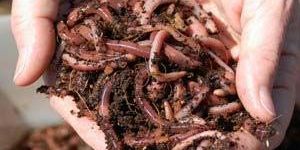 Vermiculture