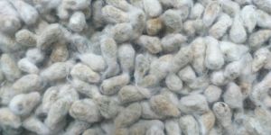 Cotton Seeds