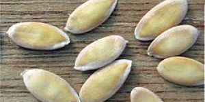 Cucumis Melo Seeds