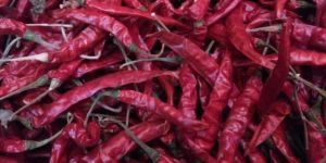 Dry Red Chilli