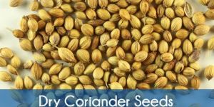Dry Coriander Seed