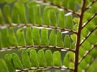 Medicinal Aromatic Plants