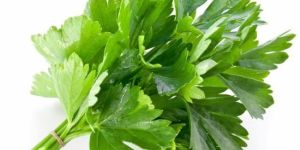Fresh Coriander