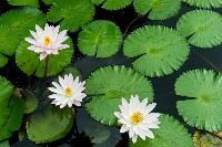 Aquatic Plant