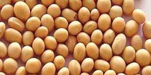 Soybean Seeds